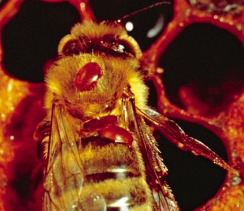 bee with mites
